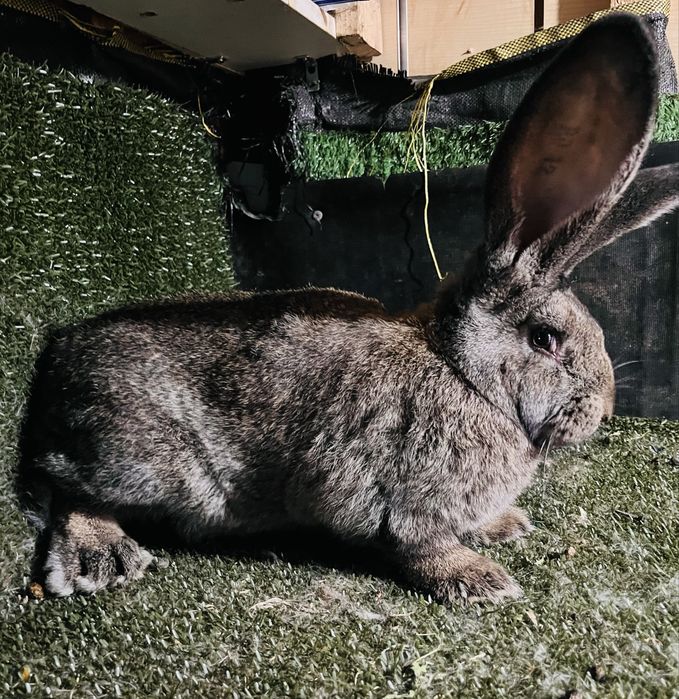 Femela urias german grifier din ianuarie 2026