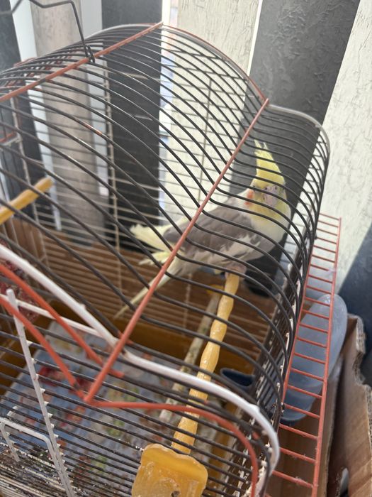 Папагал корела мъжка с клетка