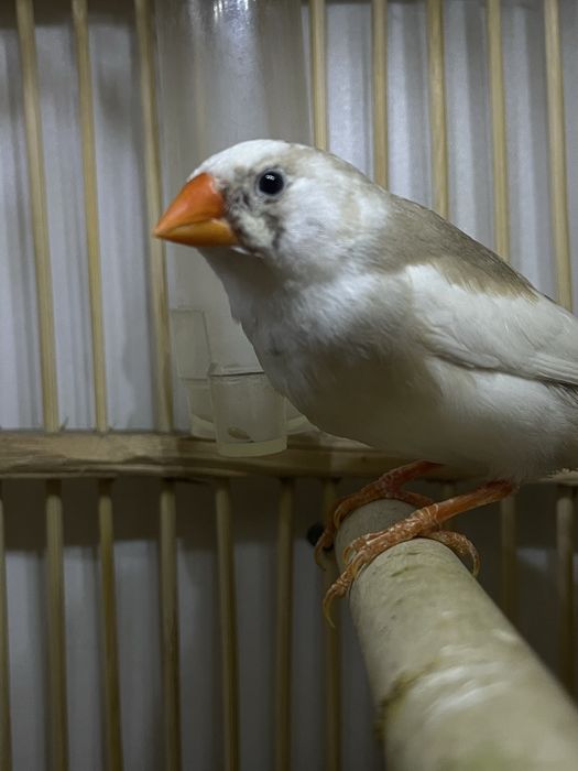 СРОЧНО продам самца амадина!