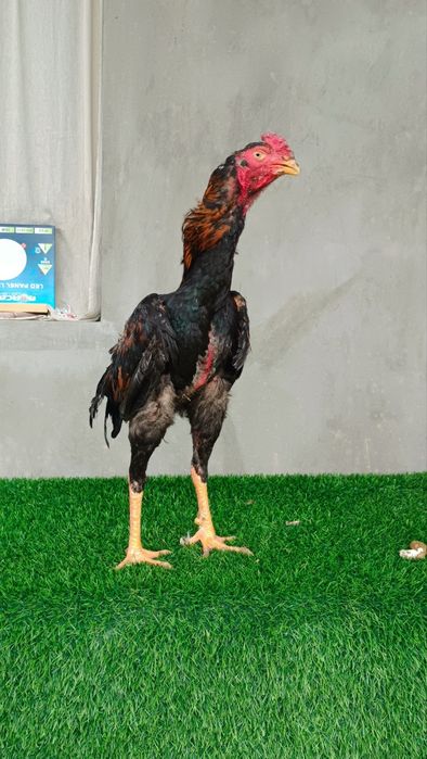 Dakan joja xoroz sotiladi