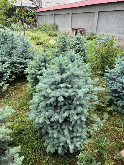 Голубая ель Крымская
