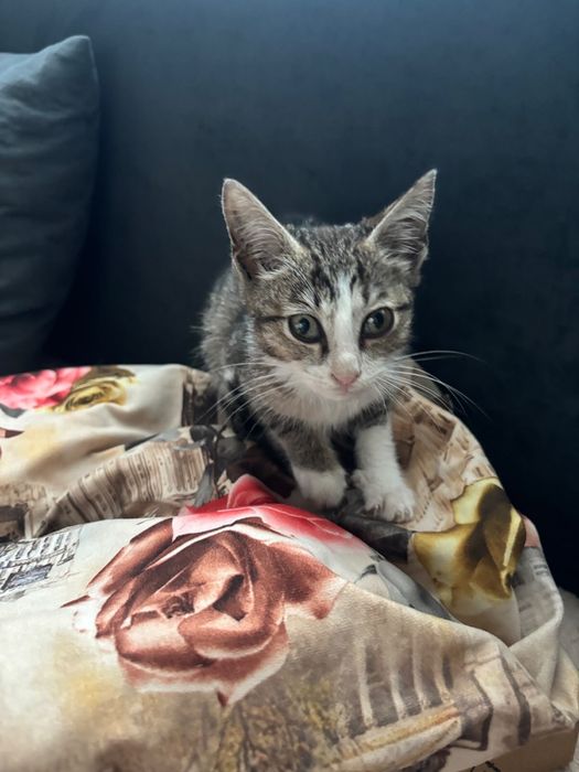 Котенок ищет дом