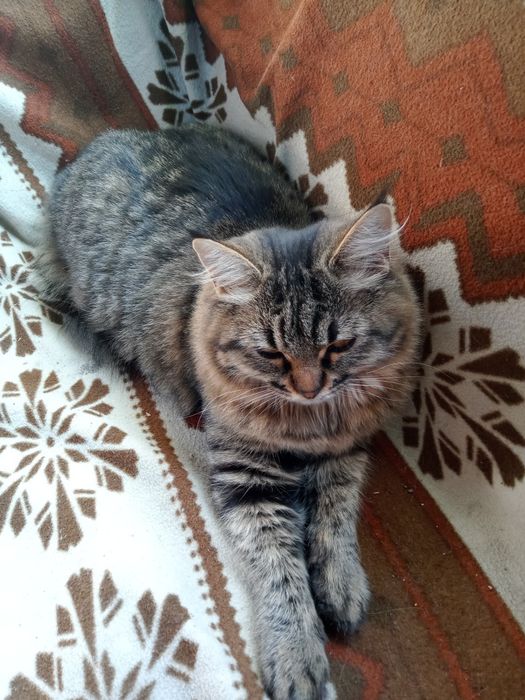 Отдам в хорошие руки