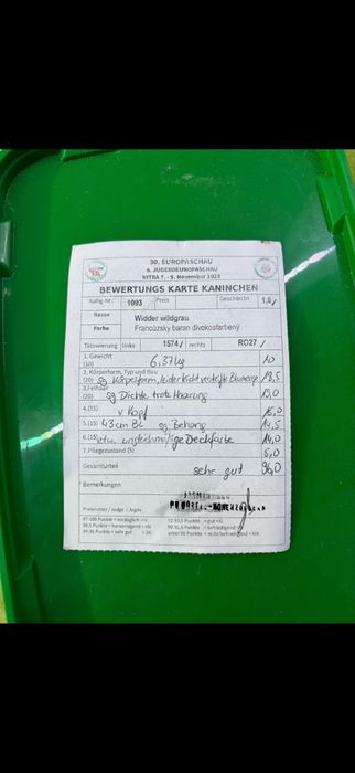 Iepuri berbec german mascul femela pui