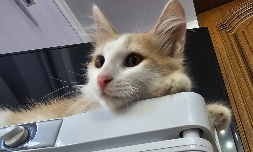 Котенок  мальчик)))