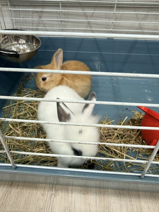 Кролики декоративные