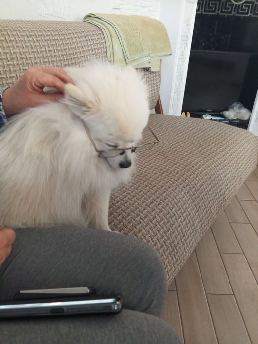 Щенок немецкого шпица.