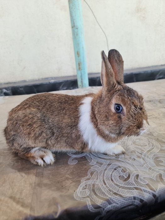 Karlik sames 2ta iwlawi zur soglom