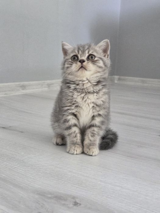 Британски късокосмести котета