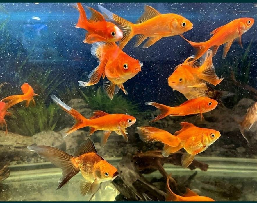 Аквариумные рыбки