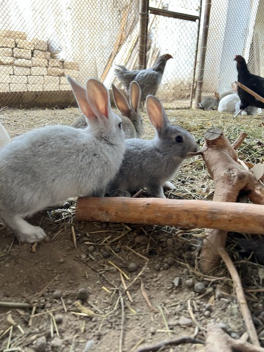 Кролики домашние разных размеров