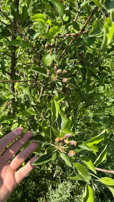 6 sotiq 2 etajli( yashasa bo'ladi) yana 2 sotiqni qo'shib olsa boladi