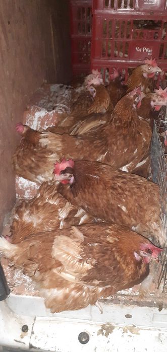 Gaini crescute la sol pt.ouat