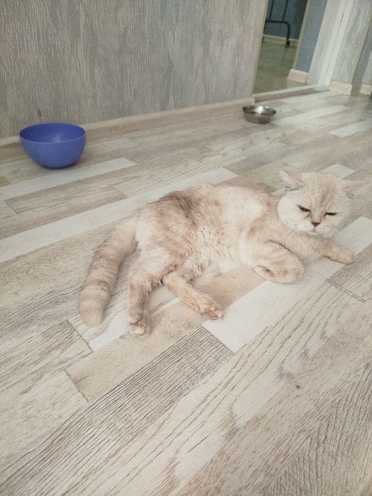 Продам кота британец