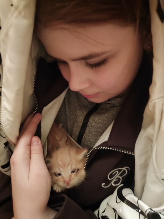 Отдам бесплатно котят