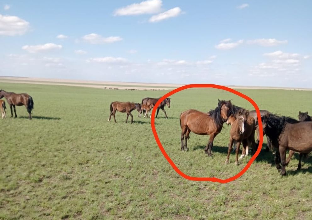 Кобыла и тай по отдельности продам