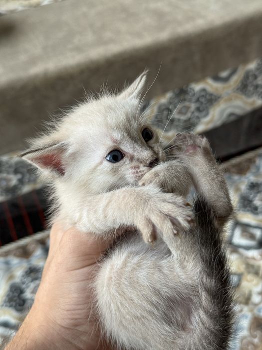 Xadiya mushuklar
