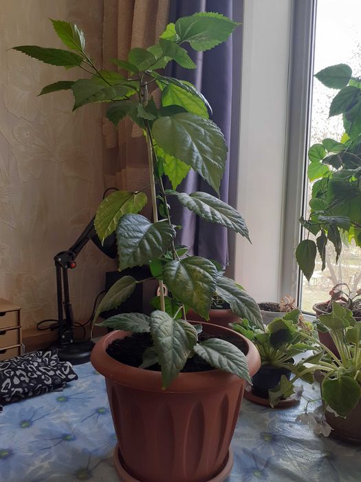 Роза Китайская махровая