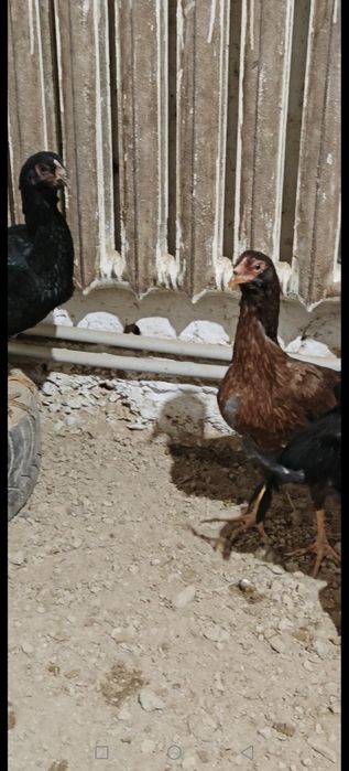 Домашний тауыктар