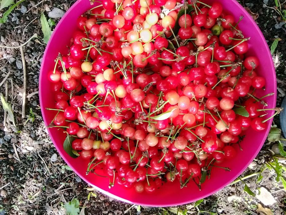 Продам вишню 10л
