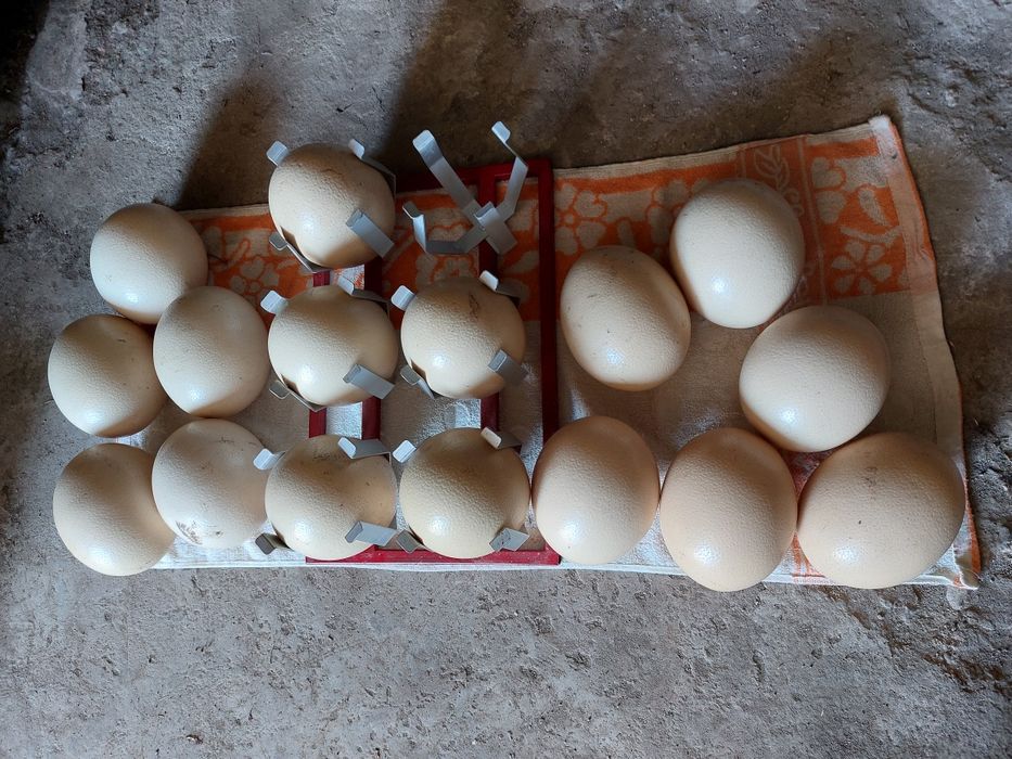 Vindem coji de oua de strut golite de continut