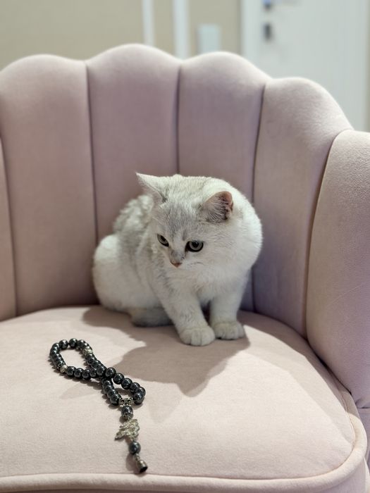 Котята серебро шиншилла
