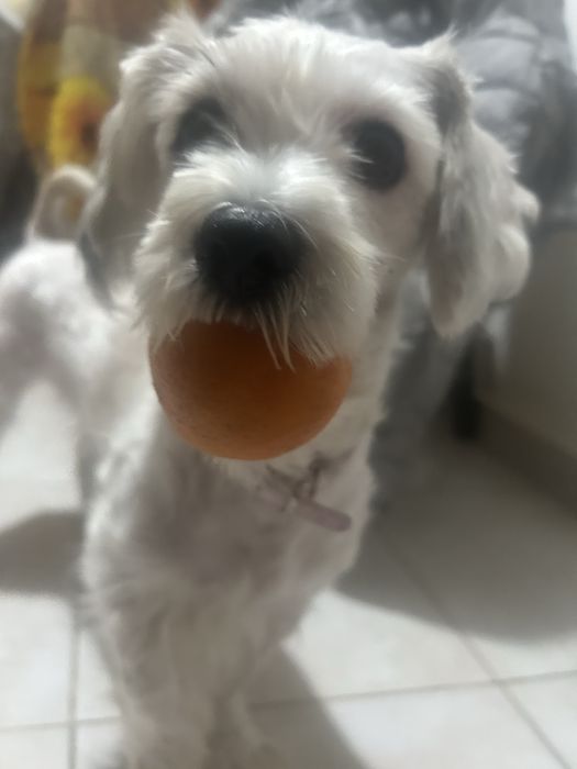 donez bichon talie mica