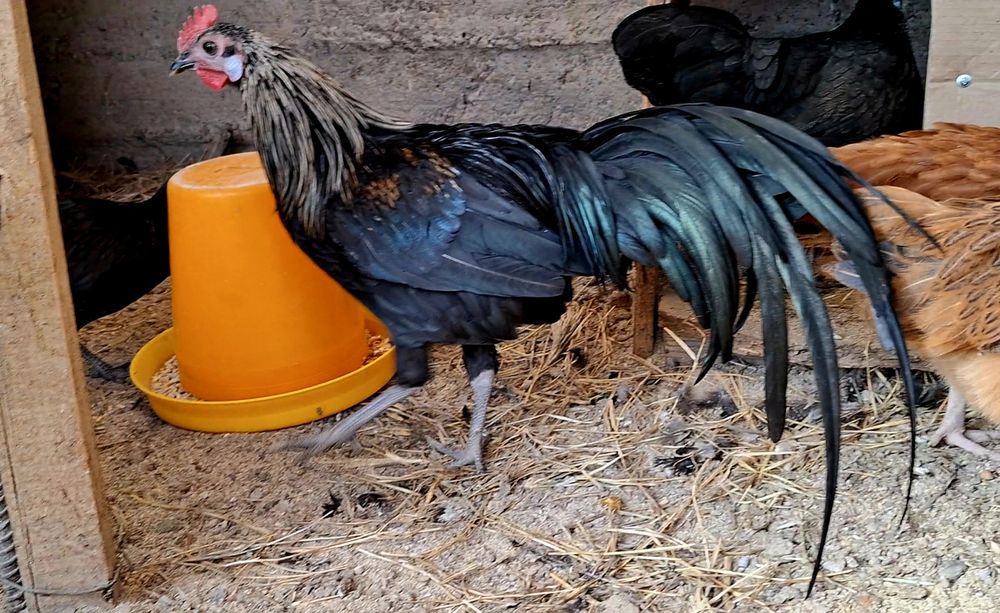 ФЕНИКС ПЕТУХ 4,5 месячный