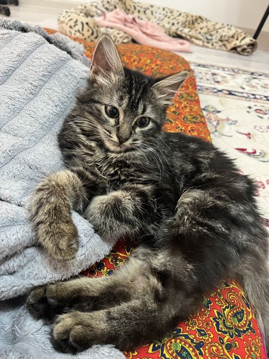 кошка бесплатно мальчик