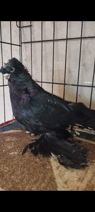 Голуби двухчубые