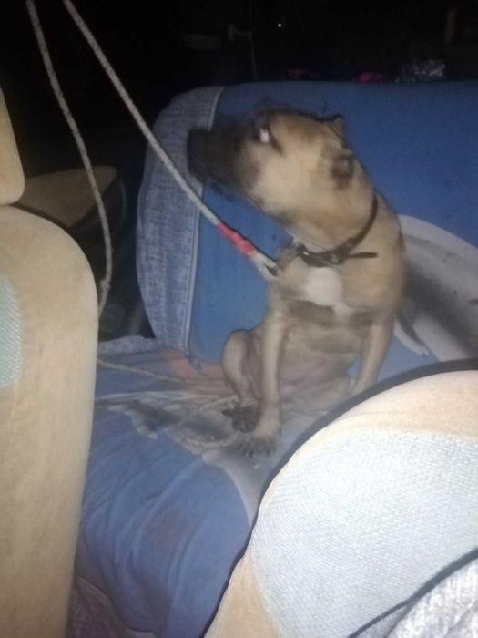 Свободно женско питбулче