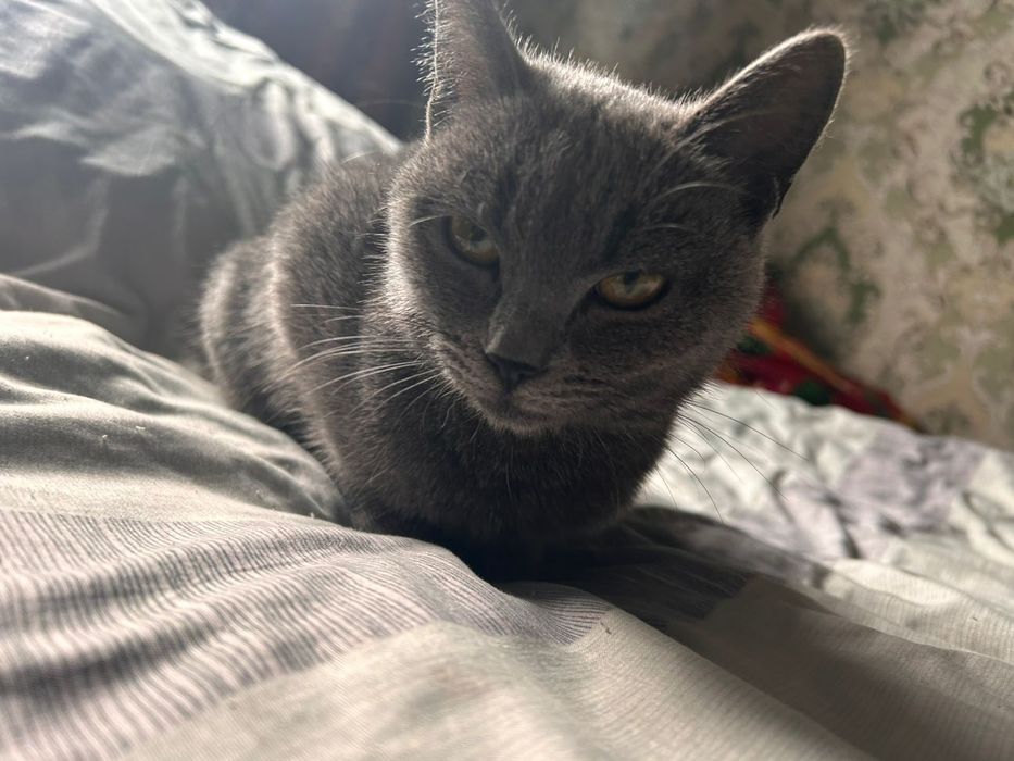 Британский хорошие милые кошки