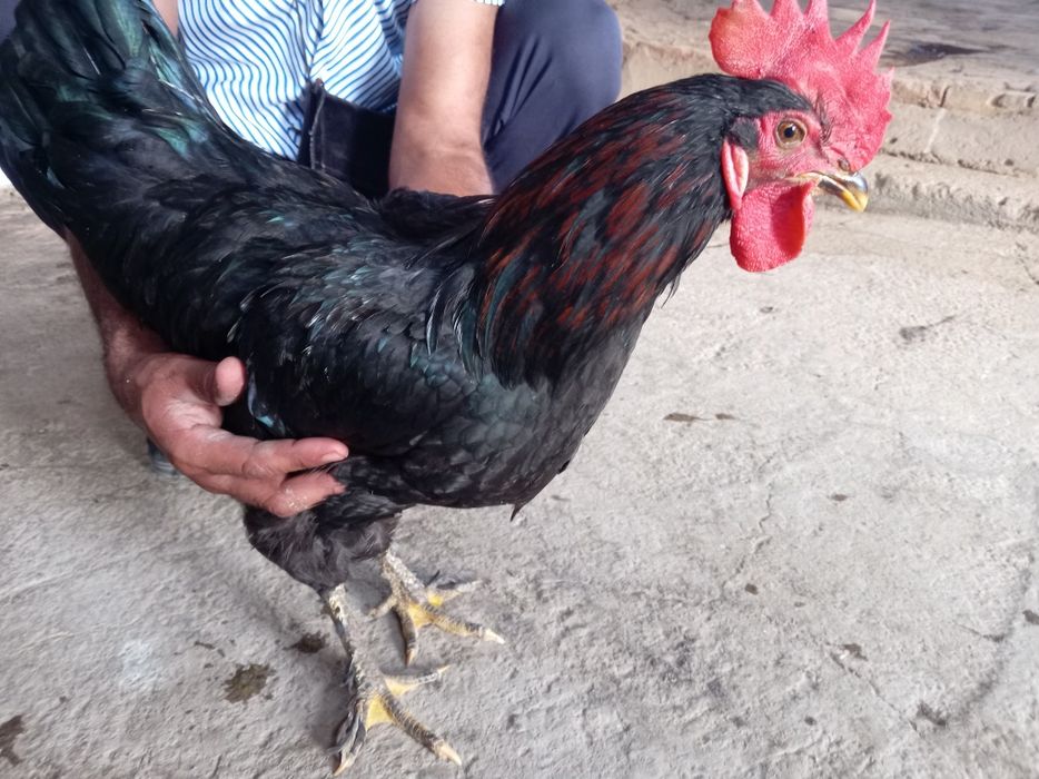 Xo'roz sotiladi qora shahzoda