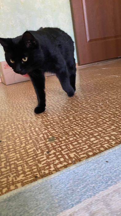 Кошка черная пантера