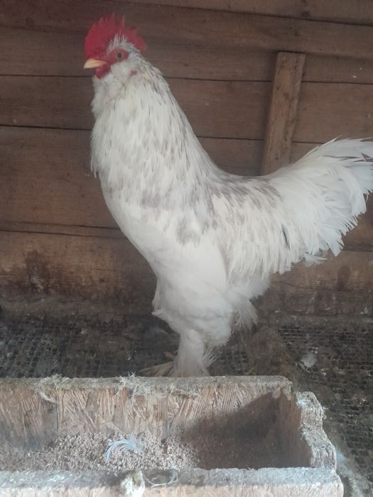 Хурозлар сотувда