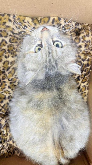 Очаровательная кошечка в добрые ручки