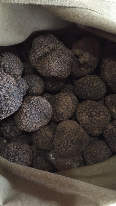 Пресни бели и черни трюфели,паста и зехтин за обучение на кучета