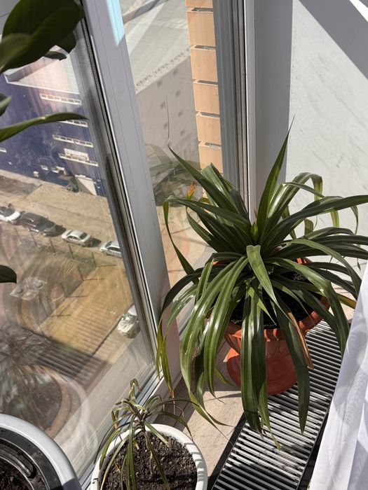 Продам цветы домашние