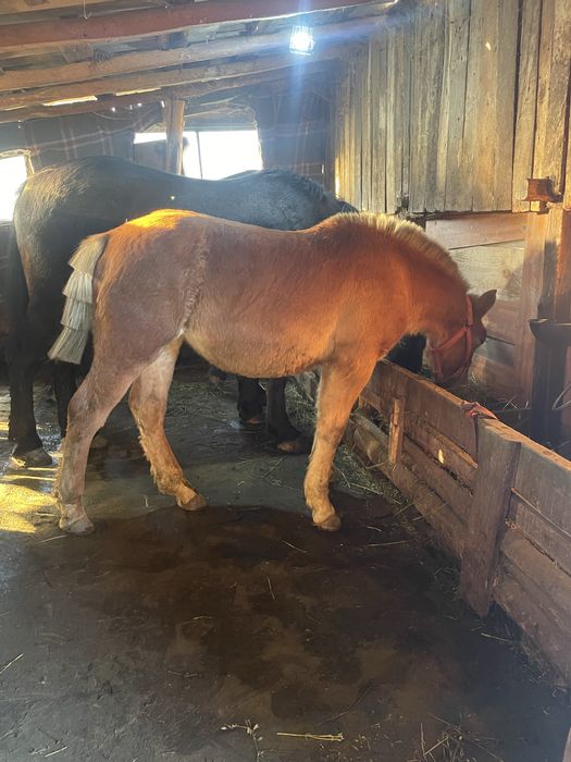 Manză blonda de vanzare