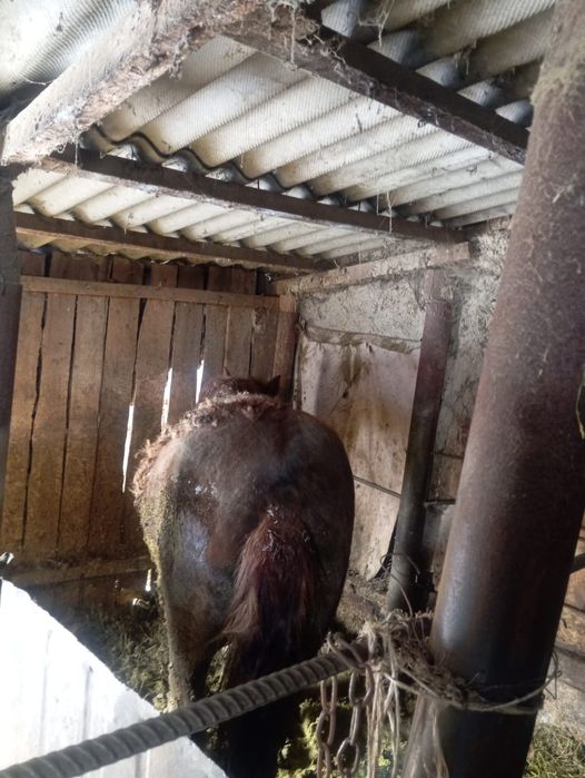 Семіз құнан жарты еты сатылады