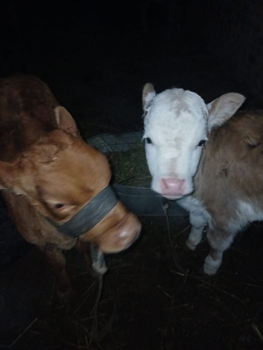 Сиыр корова с телёнок