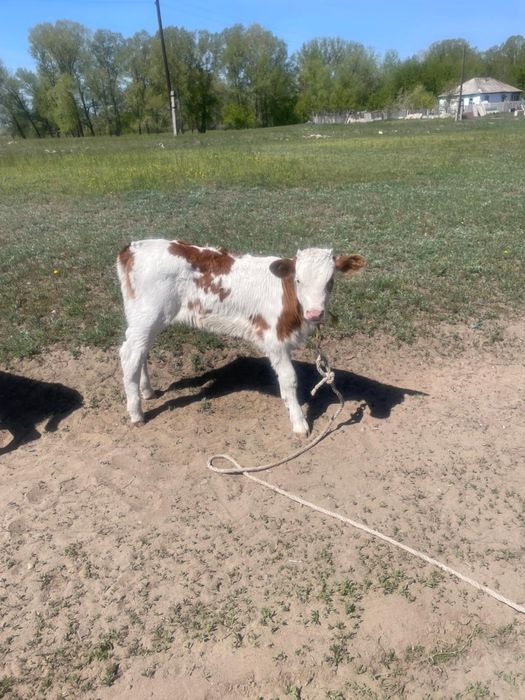 Продам телят срочно