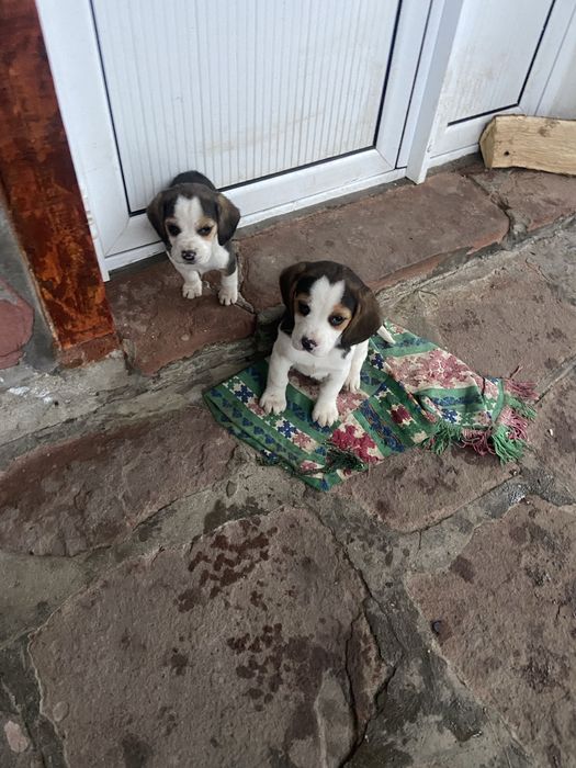 Кученца Бигъл на два месеца