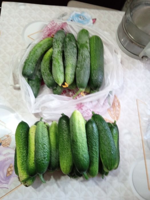 Огурцы домашние не горькие