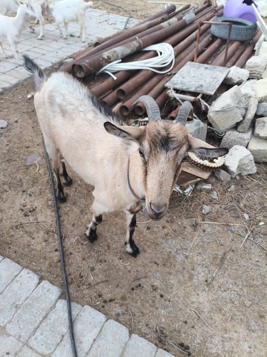 Продам козляти козу