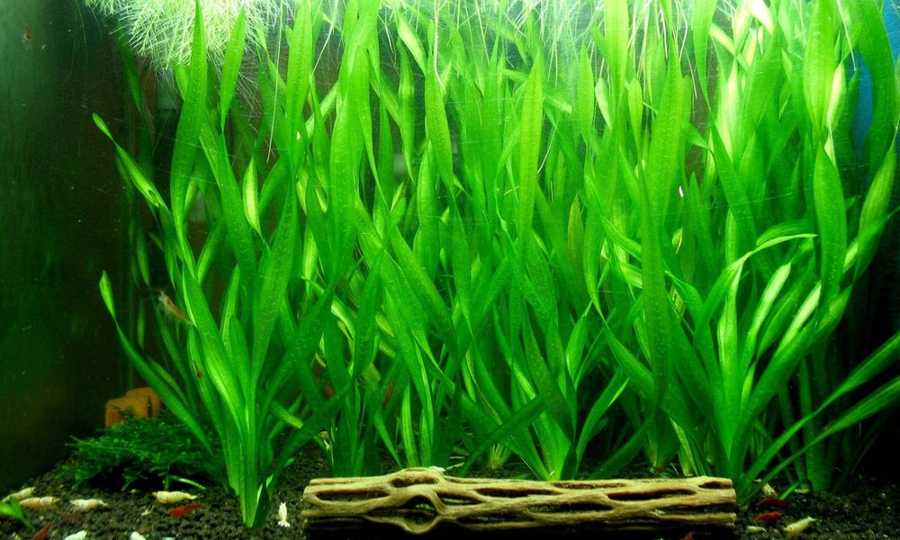 Растения живые..