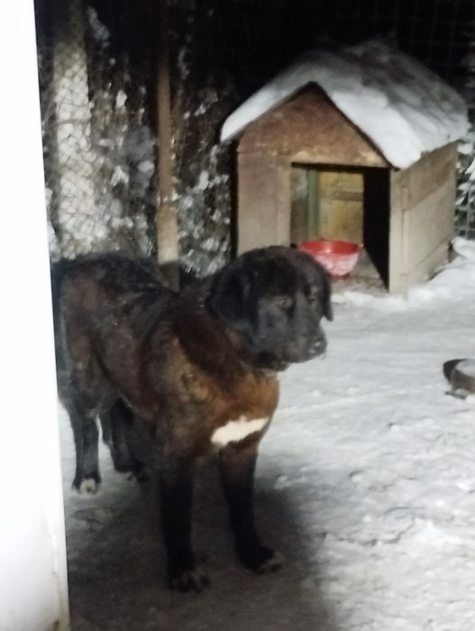 Ciobanesc Romanesc Corb