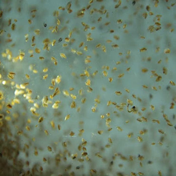 Скариди, ендлери и живи хранителни култури