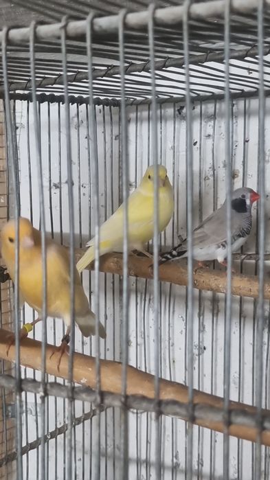 Perusi,Kakariki,rosella,ninfe,cantatori,agapornis,perusi standard,