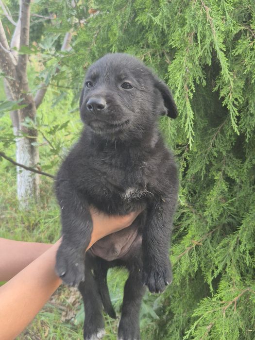 Chiroyli va aqlli Avcharka kuchukchalari sotiladi